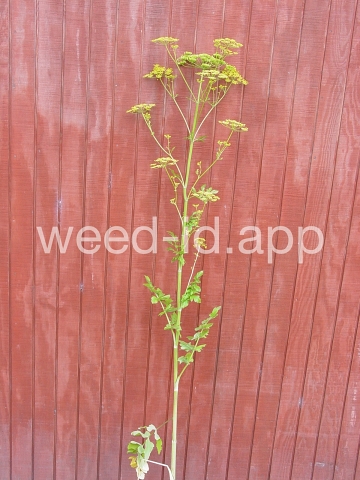 parsnip, wild